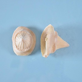 Prostético de cuernos Mod. 8