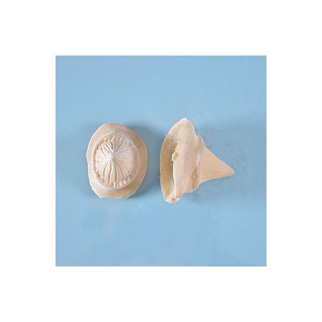 Prostético de cuernos Mod. 8