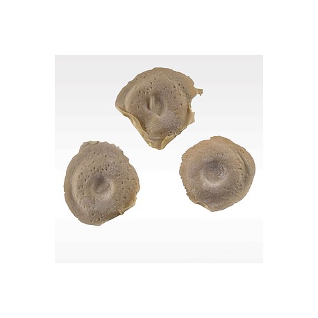 Prostético de balazo Mod. 5