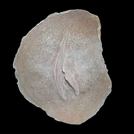 Cicatriz Mod. 3 cortada abierta