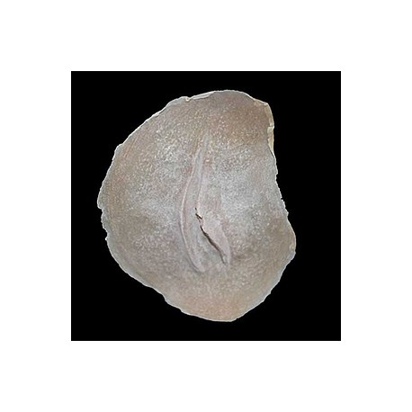 Cicatriz Mod. 3 cortada abierta